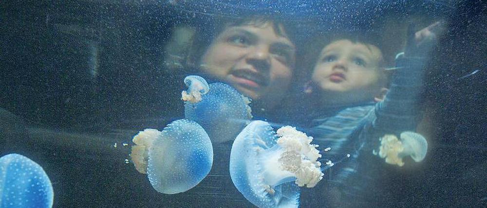 Attraktion Aquarium. Im parlamentarischen Gesundheitsausschuss wurde gestern über die zoologischen Einrichtungen der Stadt diskutiert.