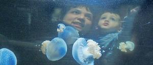 Attraktion Aquarium. Im parlamentarischen Gesundheitsausschuss wurde gestern über die zoologischen Einrichtungen der Stadt diskutiert.