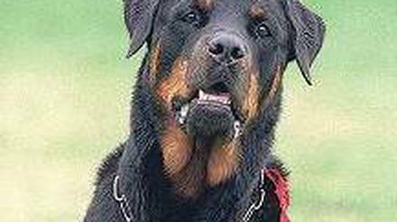 Warnung vor dem Hunde. Auch Rottweiler können sehr gefährlich werden. Foto: dpa