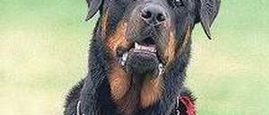 Warnung vor dem Hunde. Auch Rottweiler können sehr gefährlich werden. Foto: dpa