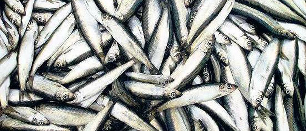 Bedrohte Art. Heringe haben immer weniger Nachwuchs. Um sie zu schützen, soll es eine Strafkartei für illegale Fischer geben. Foto: ddp