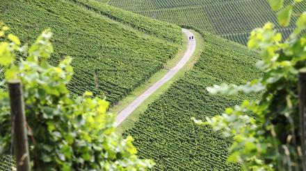 Wo der "Traubenadler" kreist: Ein Weinberg bei Stuttgart
