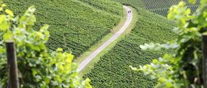 Wo der "Traubenadler" kreist: Ein Weinberg bei Stuttgart