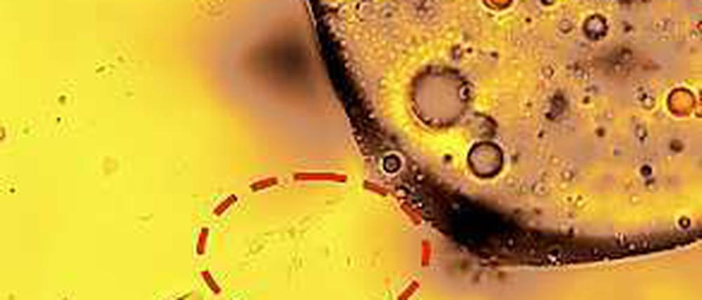 Die Ölfresser. Winzige Bakterien (innerhalb der gestrichelten Linie) nagen an einem Öltropfen. 