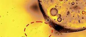 Die Ölfresser. Winzige Bakterien (innerhalb der gestrichelten Linie) nagen an einem Öltropfen.