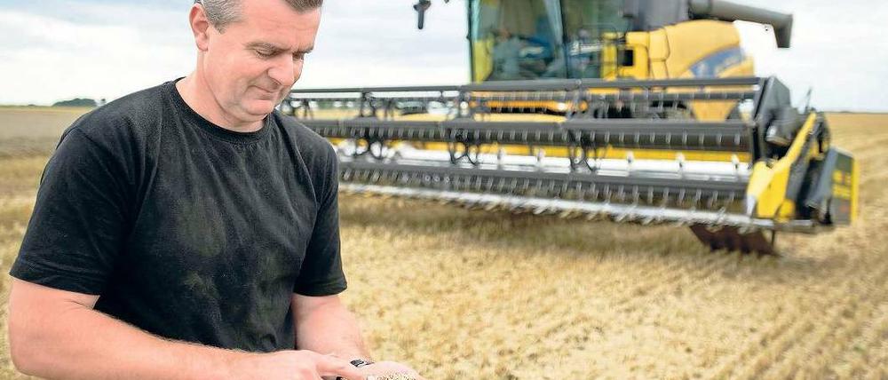 Mieses Ergebnis. Die Preise für Getreide sind in diesem Jahr gestiegen, aber der Ertrag der Äcker war schlecht. Foto: ddp