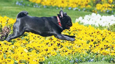 Mopsfidel. Immer wieder gibt es Klagen über Hunde, die in Parks und Grünanlagen frei herumlaufen, obwohl dort eigentlich Leinenpflicht herrscht. Foto: Johannes Eisele/dpa