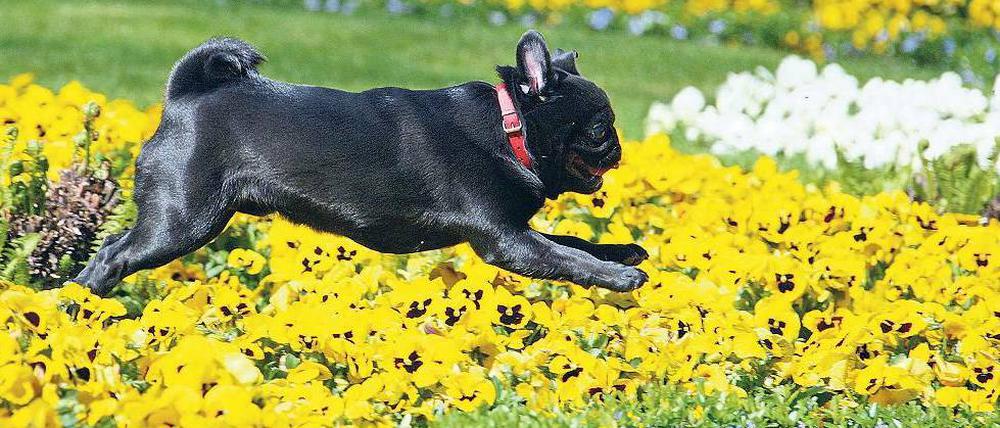 Mopsfidel. Immer wieder gibt es Klagen über Hunde, die in Parks und Grünanlagen frei herumlaufen, obwohl dort eigentlich Leinenpflicht herrscht. Foto: Johannes Eisele/dpa