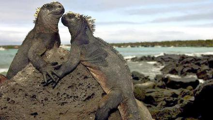 Zwei Meerechsen bei Puerto Ayora auf den Galapagos-Inseln.