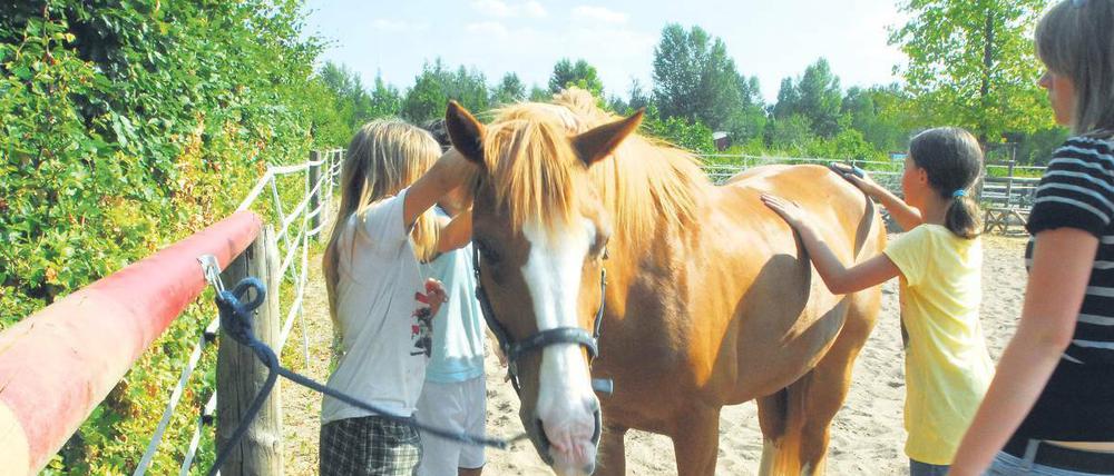 Ei, Pferdchen. Diese Mädchen machen auf dem Moritzhof beim Reitkurs mit. Und Streicheln gehört natürlich auch dazu.
