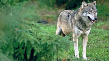 Geschützte Wildnis. Im Biosphärenreservat Schorfheide-Chorin kann man Wölfe sehen.