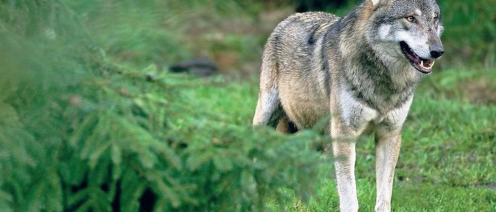 Geschützte Wildnis. Im Biosphärenreservat Schorfheide-Chorin kann man Wölfe sehen.