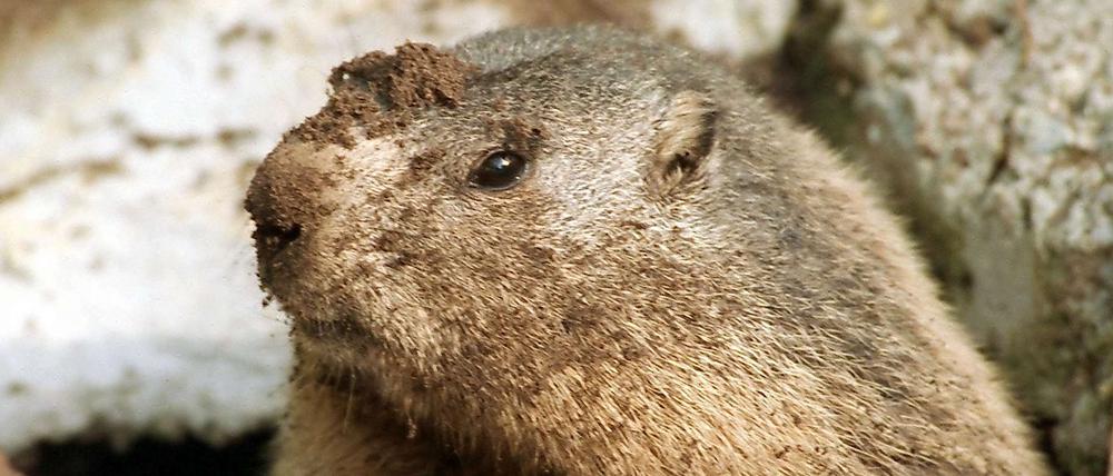 Ein Murmeltier auf der Suche nach dem nächsten Fressen.