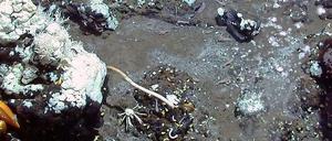 Im Golf von Mexiko gibt es viele Asphaltvulkane: natürliche Austritte von Erdöl. Davon ernähren sich spezielle Bakterien, die wiederum von Kaltwasserkorallen und Muscheln gefressen.