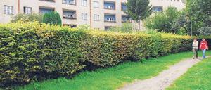 Die in den 1920 Jahren erbaute Hufeisensiedlung in Britz liegt unweit des Fundortes der drei Leichen.