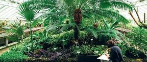 Unter Beobachtung. Im Botanischen Garten werden Pflanzen nicht nur gezüchtet und gepflegt, sondern auch erforscht. 