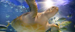 Jeder kann ein Star sein. Eine Meeresschildkröte in ihrem Element.