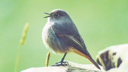 Singe, wem Gesang gegeben. Hausrotschwanz, Phoenicurus ochruros. 