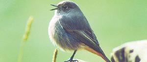 Singe, wem Gesang gegeben. Hausrotschwanz, Phoenicurus ochruros.