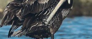 Pelikan in Not.