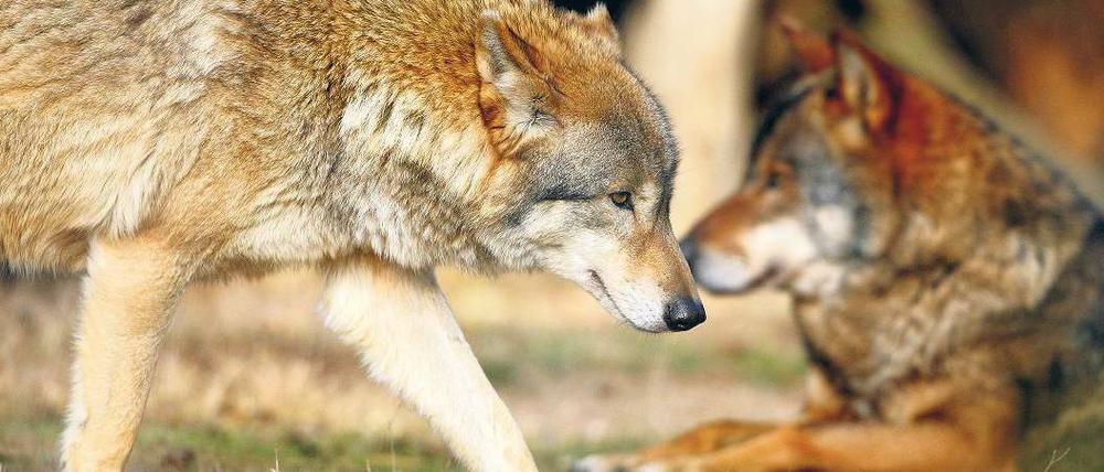 Zurück in Deutschland. Diese Wölfe kann man im Wildpark Johannismühle beobachten. Íhre frei lebenden Artgenossen in der Lausitz bekommt kaum ein Mensch zu sehen. Foto: ddp