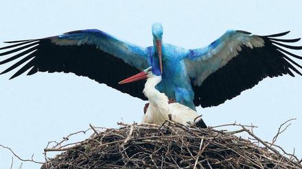 Glücksvögel. Von dem „Blauen Biegener“ und seiner weißen Braut geht irgendwie ein Zauber aus, sagen Dorfbewohner und Besucher. Inzwischen sind die Jungen geschlüpft – wie viele, weiß noch keiner. Für Ornithologen steht aber fest, dass die Küken nicht so blau sein werden wie ihr Papa. Sein Zustand wird sich wohl erst mit der nächsten Mauser ändern. Foto: ddp