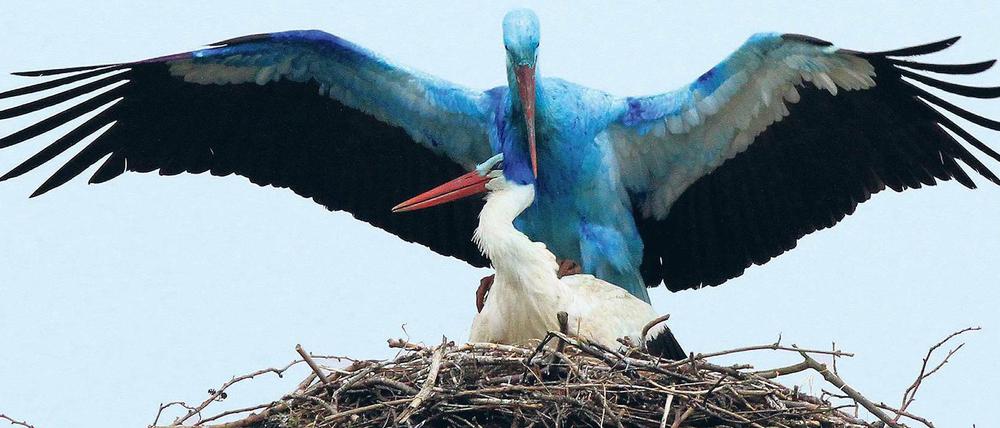Glücksvögel. Von dem „Blauen Biegener“ und seiner weißen Braut geht irgendwie ein Zauber aus, sagen Dorfbewohner und Besucher. Inzwischen sind die Jungen geschlüpft – wie viele, weiß noch keiner. Für Ornithologen steht aber fest, dass die Küken nicht so blau sein werden wie ihr Papa. Sein Zustand wird sich wohl erst mit der nächsten Mauser ändern. Foto: ddp