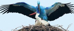 Glücksvögel. Von dem „Blauen Biegener“ und seiner weißen Braut geht irgendwie ein Zauber aus, sagen Dorfbewohner und Besucher. Inzwischen sind die Jungen geschlüpft – wie viele, weiß noch keiner. Für Ornithologen steht aber fest, dass die Küken nicht so blau sein werden wie ihr Papa. Sein Zustand wird sich wohl erst mit der nächsten Mauser ändern. Foto: ddp