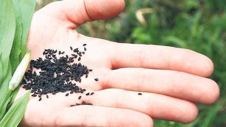 Säen statt neu kaufen. Bärlauch hat jetzt Saison. Wenn man ihn ausblühen lässt und den schwarzen Samen erntet, kann er ganz einfach nachgezogen werden. 