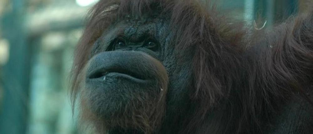 Orang_Utan