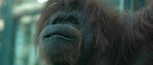 Orang_Utan