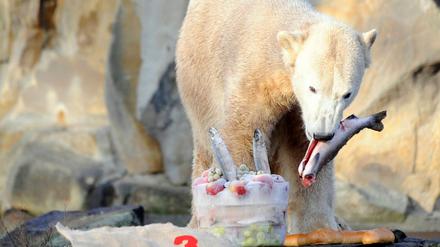 Knut