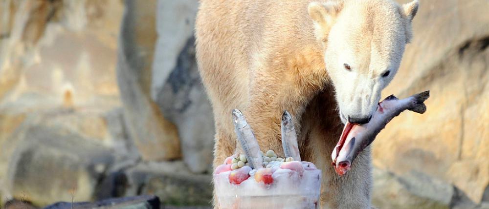 Knut