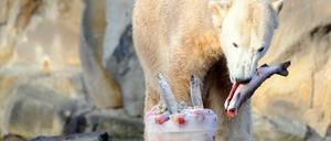 Knut