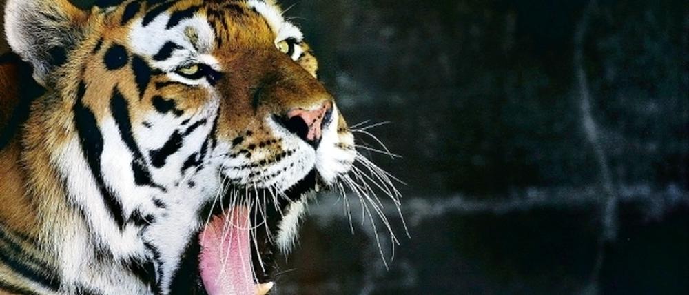 313910_3_xio-fcmsimage-20091209211920-006006-4b20064864eda.heprodimagesfotos82620091210tiger.jpg