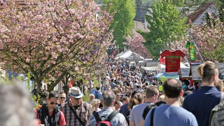 Andrang auf dem Hochweg in Werder beim Baumblütenfest 2018.