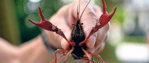 Rote Schale. Die Sumpfkrebse gibt es wohl bald zu kaufen.