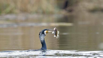 Nahrungskette. Der Kormoran muss sich vorm Seeadler hüten.