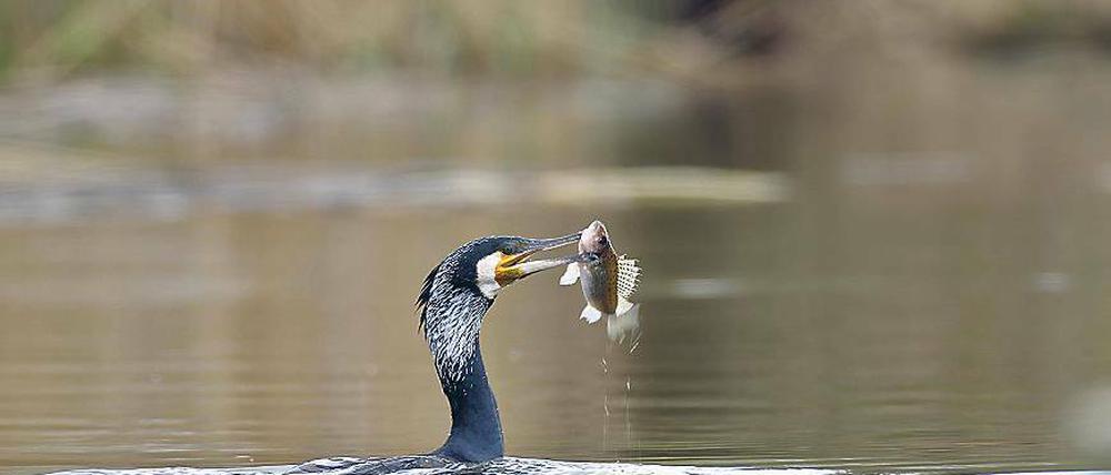 Nahrungskette. Der Kormoran muss sich vorm Seeadler hüten.