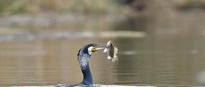 Nahrungskette. Der Kormoran muss sich vorm Seeadler hüten.