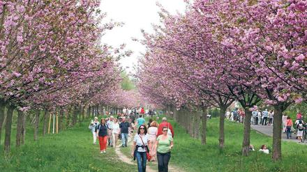 Farbenprächtig. Die blühenden Kirschbäume auf dem alten Grenzstreifen.