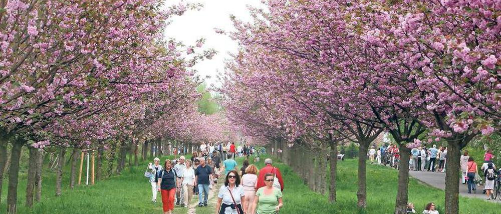 Farbenprächtig. Die blühenden Kirschbäume auf dem alten Grenzstreifen.