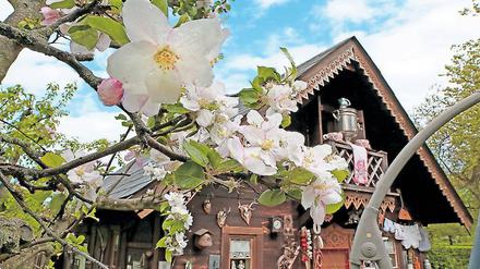 Potsdamer Baumblüte. In der Kolonie Alexandrowka blühen die Obstbäume in den historischen Gärten. Das wird mit dem Apfelfest am Wochenende gefeiert.