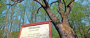 Vorerst gesichert. Die Stieleiche wurde in den vergangenen Tagen beschnitten, damit keine Äste auf den Weg oder das Nachbarhaus fallen. Der Baum ist innen hohl.