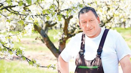 Ganz in weiß. Auch zum Baumblütenfest sollen noch Kirschen auf der Derwitzer Plantage blühen, sagt Stephan Hübner.