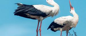 Klappern gehört zum Handwerk. Bei männlichen Störchen ist das Klappern Teil des Balzrituals. Es dienst aber auch der Kommunikation mit dem Partner. In Brandenburg jedoch ist es um den Nachwuchs der Glücksbringer schlecht bestellt. Nicht zuletzt, weil es Experten zufolge wegen der intensiven Landwirtschaft immer weniger Nahrung wie Mäuse und Frösche gibt.