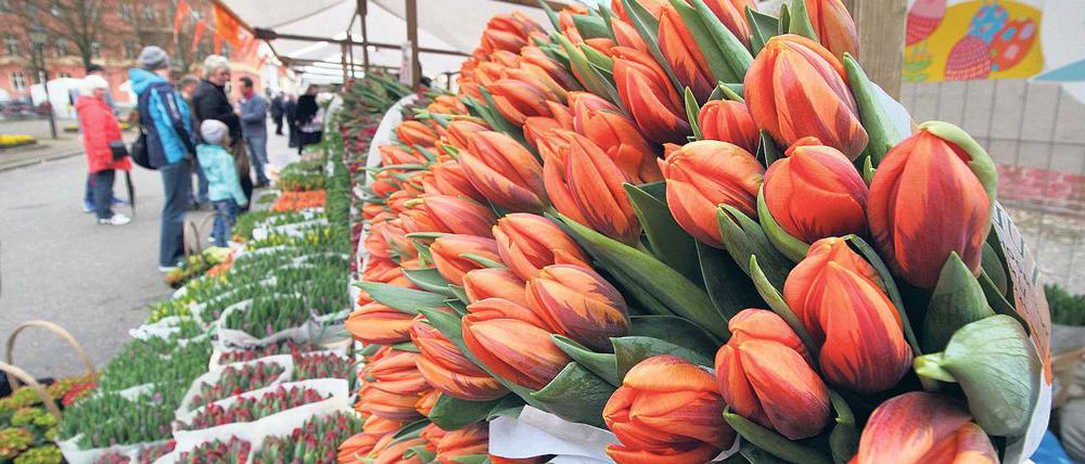Aufgeblüht. Das Tulpenfest feiert seit mehr als 20 Jahren die Tradition niederländischer Kultur im Holländischen Viertel.