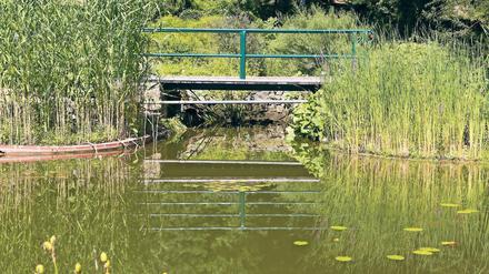 Die Seele baumeln lassen. Das geht zum Beispiel im Botanischen Garten der Universität Potsdam.