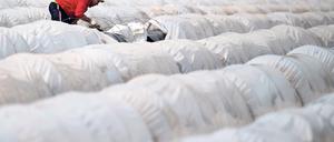 Weiße Wüste. Die Spargelfelder rund um Beelitz liegen derzeit unter Folie. Die Planen haben eine weiße und eine schwarze Seite, so kann die Temperatur im Damm reguliert werden. An den Ständen soll das erste Edelgemüse Anfang kommender Woche angeboten werden, für weniger als zehn Euro pro Kilogramm.