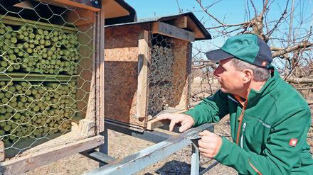 Alle ausgeflogen. Obstbauer Frank Wache baut eigene Bienenwohnungen, in denen die Rote Mauerbiene (unten) leben kann. Im Gegensatz zur Honigbiene wird jene schon bei unter zehn Grad Celsius aktiv. Außerdem ist die Mauerbiene resistenter gegen Schädlinge als die verwandten Honigproduzenten.